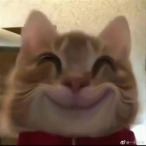 搞怪古风猫猫头像女生版