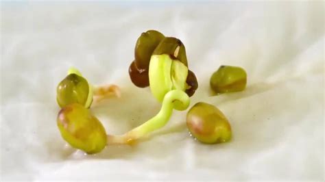 绿豆发芽过程图片 绿豆发芽过程图片记录 - 苗苗知道