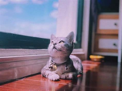 鹿晗在综艺里和猫咪互动，和小猫亲亲的画面真的很温馨呀……|小猫|猫咪|鹿晗_新浪新闻
