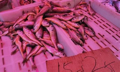 一期一会饮食指南，值得食系列 篇五：海鲜市场，当季值得吃_贝类_什么值得买