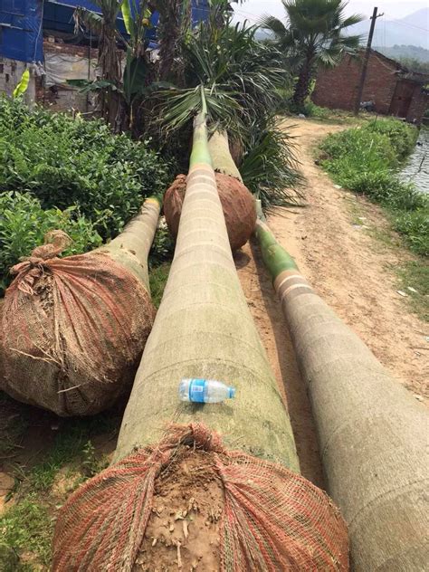 杆高5米 自然高度8米 大王椰子（大王棕）价格 椰子树 棕榈树-阿里巴巴