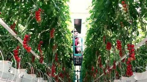 番茄种植，学会整枝、打叉、摘心、保花保果等要点，增产创优不难