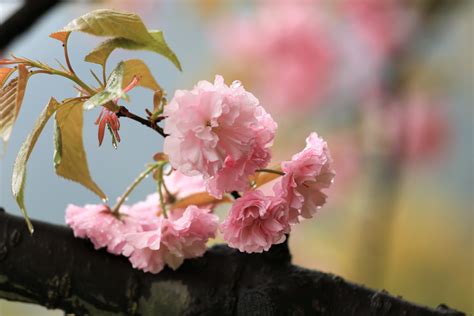 雨中樱花白天晚樱春雨樱花近景摄影图配图高清摄影大图-千库网