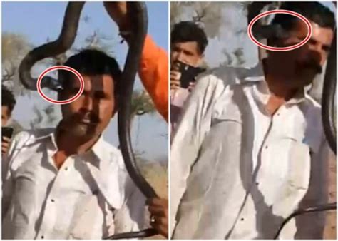 印度男子与蛇合照被咬图片曝光 在场人员做了什么?被蛇咬了怎么办_国际新闻_海峡网