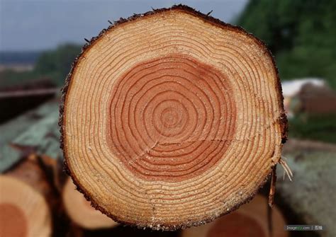 市场上最稀缺的五种木头--张家港木材网