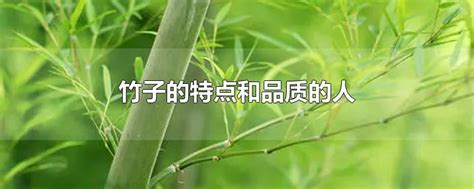 竹子的特点和品质的人11字(具有竹子品质的人有哪些)-参考网