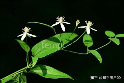 威灵仙-药用植物花谱-图片