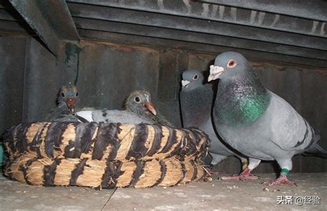 鸽子的饲养方法及繁殖（鸽子繁殖技巧与注意事项） - 胖萌舍宠物网