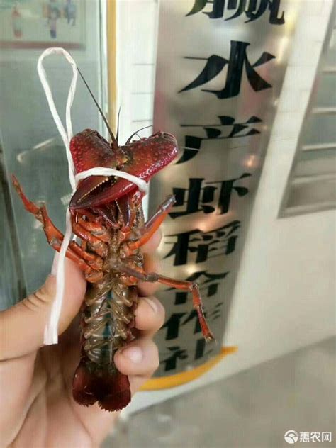 [小龙虾批发]潜江小龙虾 深水荷塘虾 规格硬，质量高价格12元/斤 - 惠农网