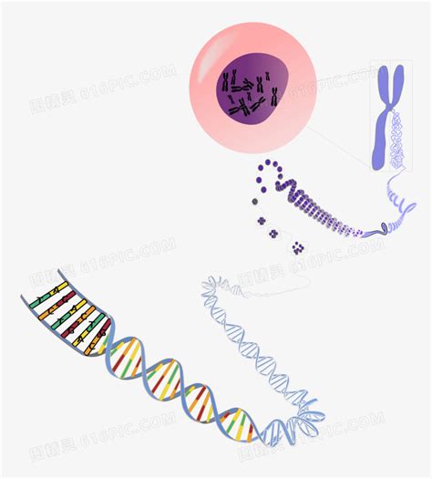 手绘人体DNA基因链图形素材图片免费下载-千库网