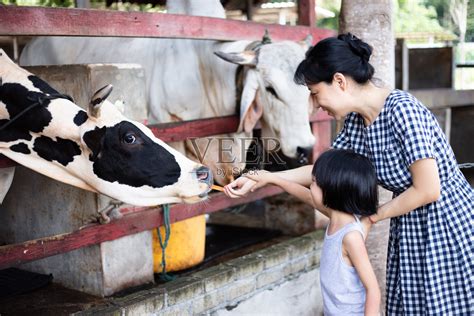 亚洲小中国女孩和母亲用胡萝卜喂牛照片摄影图片_ID:341573940-Veer图库