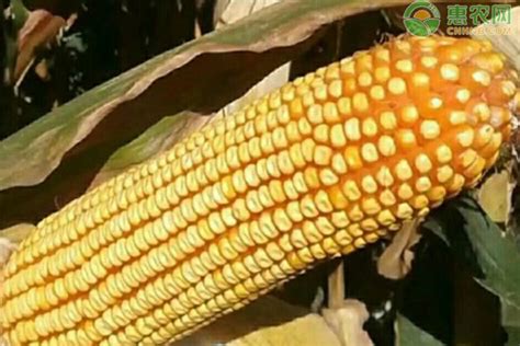 中单909玉米品种简介 - 惠农网