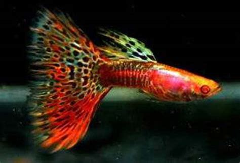 十大适合新手养的小型鱼：红剑鱼、虎皮鱼均上榜_巴拉排行榜