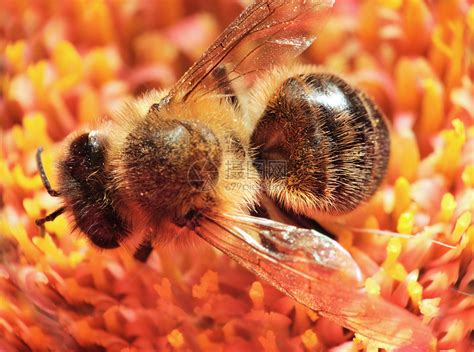 蜜蜂生物学 - 小蜜蜂·大学问