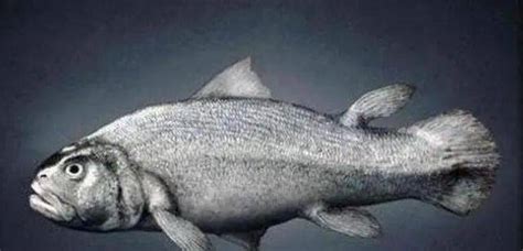 从鱼到人，人类居然是鱼类进化而来的？_也百科