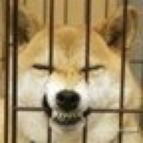 非主流狗子装扮头像