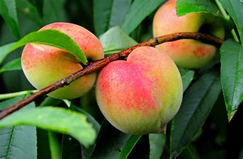 国内罕有的南山甜桃，千亩桃园18日闪亮登场！