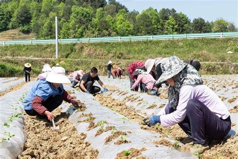 姜长云：积极培育“龙头企业+农民合作社+农户”的发展格局 - 知乎