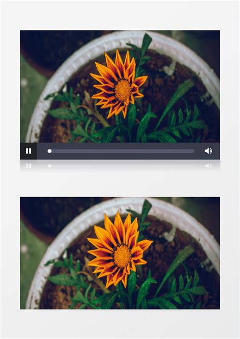 延时拍摄百合花的绽放过程实拍视频素材模板下载_实拍_图客巴巴