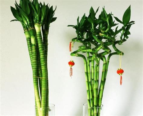 盆栽植物转运竹怎么养好？