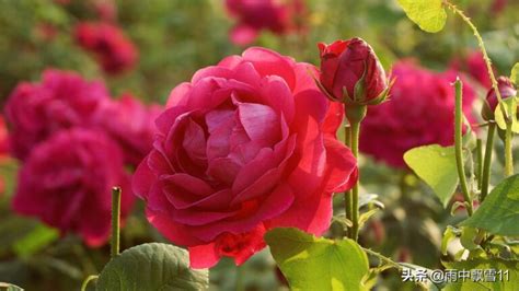 玫瑰盆栽怎么养 玫瑰盆栽养殖方法7大管理技巧须知_爱花网