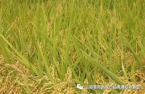 我们现在吃的大米是杂交水稻吗，附杂交水稻分布图-农百科