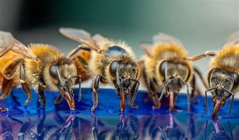 蜂王和蜂后的区别 - 蜜蜂知识 - 酷蜜蜂