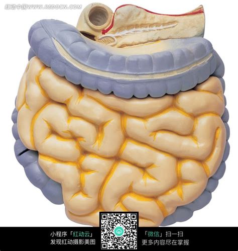 人体肠道结构图图片