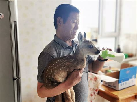 图们：七旬老人捡“小鹿”当娃养 确认为国家一级保护动物已上交_延边信息港,延边广播电视台