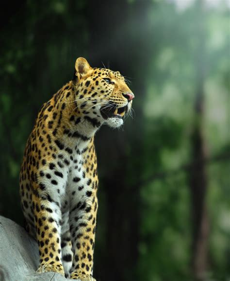 金钱豹属于我国几级保护动物 - 生活百科 - 微文网(维文网)