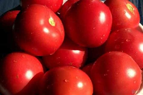【图】究竟吃西红柿能美白吗 为你揭秘吃西红柿的正确方法(2)_伊秀美容网|yxlady.com