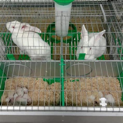 兔子的养殖技术及方法 —【发财农业网】