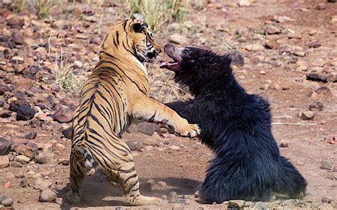 狮子打架猛，还是老虎打架凶？，谁是百兽之王一目了然_腾讯视频