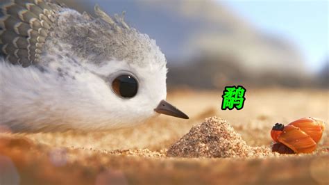 奥斯卡最佳短动画，超萌小鹬鸟的成长故事