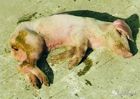 养猪人须知：断奶应激对仔猪的影响及防控措施_营养