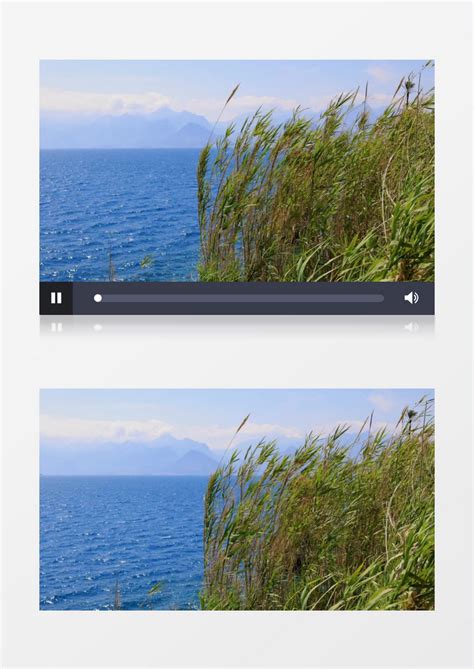蓝色大海边芦苇随风摆动唯美景象实拍视频模板下载_海边_图客巴巴