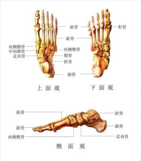 跖骨图片位置图,跖骨位置图,趾骨与跖骨位置图_大山谷图库