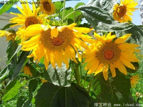 家有小花园——重瓣向日葵图片