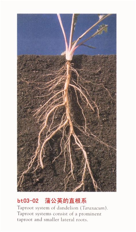 专家观点：根系就是植物的大脑！ - 肥料应用 - 191农资人 - 农技社区服务平台 - 触屏版