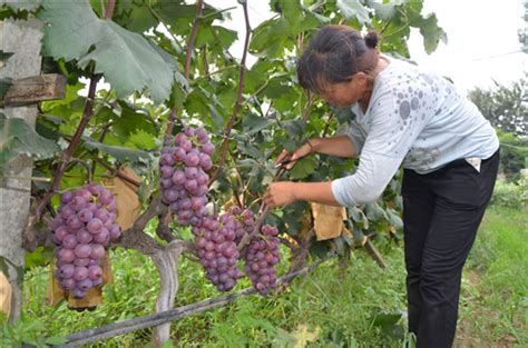 河北省秦皇岛市卢龙县运用葡萄种植新技术让葡萄品质提起来、农民腰包鼓起来-中国质量新闻网