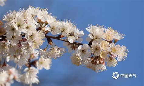 南京玄武湖樱桃花提前盛开 花满枝头春意盎然-天气图集-中国天气网