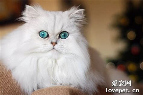 蓝眼猫,蓝眼猫壁纸,蓝眼波斯猫_大山谷图库