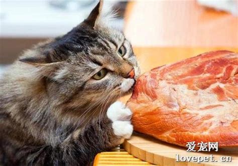 猫可以吃生肉吗（猫吃生肉好还是熟肉好）-大盘站 - 大盘站