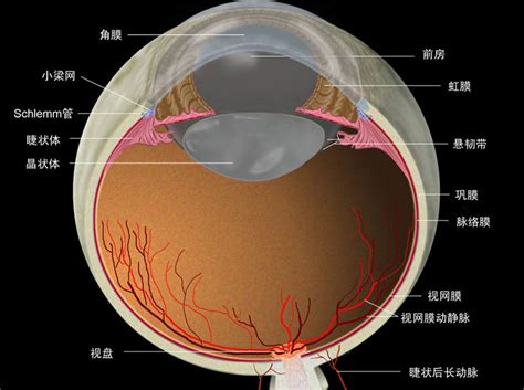 眼部结构图图片
