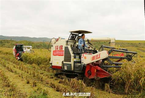 贵州兴仁：机械化收割 助力薏仁米产业促丰收