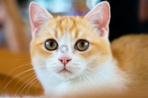 可爱的金渐层猫咪高清图片下载-正版图片307597370-摄图网