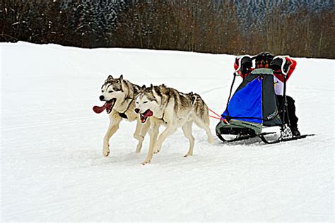 训练狗狗拉雪橇的方法-百度经验