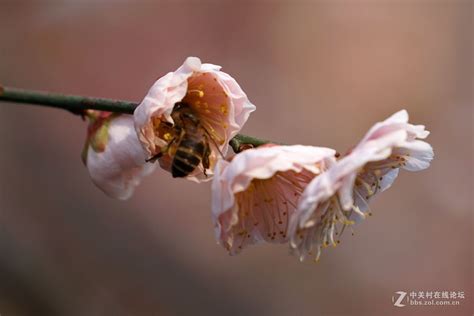 梅花与蜜蜂高清图片下载-正版图片501721230-摄图网