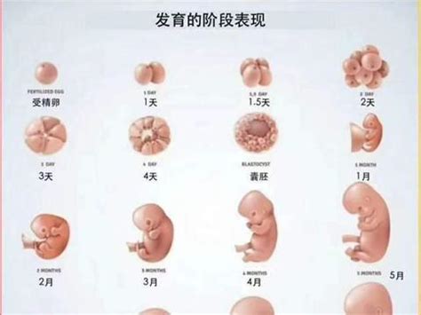 胎儿多少周出生算正常？孕晚期这4点做到位，孕妈安心孩子足月生|出生|怀孕|胎儿_新浪新闻