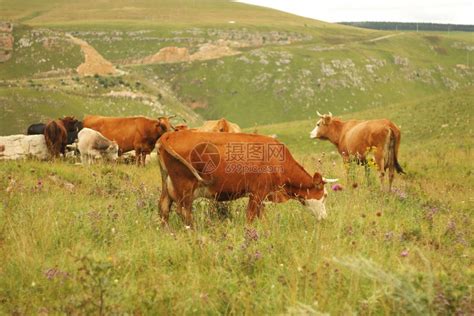 风景优美哺乳动物牧牛群在夏季高山田上放牧高清图片下载-正版图片307919286-摄图网